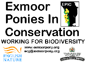 Exmoor Ponies - conserved by conserving