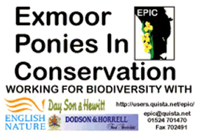 Exmoor Ponies - conserved by conserving