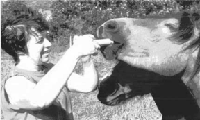 handled ponies are so much easier to treat