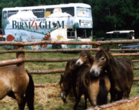 The ponies have arrived