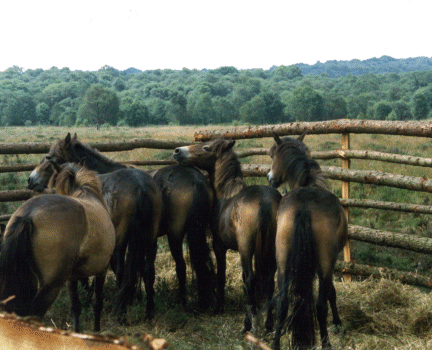 The Exmoors exploring their new surroundings