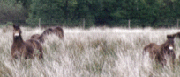 The colts hiding in the reed bed