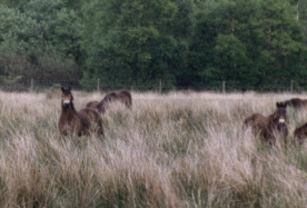 A difficult conservation grazing challenge