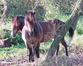 ponies at Ryedale