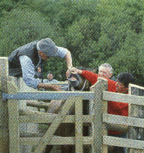 unhandled ponies require skilled volunteers and strong equipment