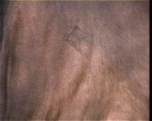 an unreadable EPS brand