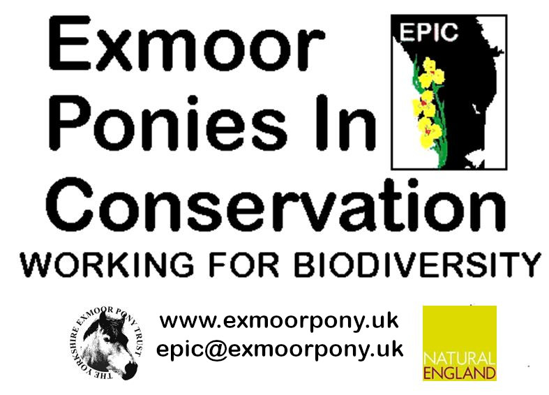 Exmoor Ponies in Conservation